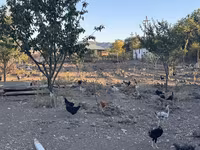 Chickens — Foto 5