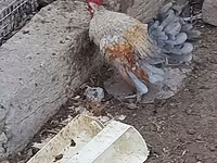 Chickens — photo 2