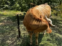 Cow, Cattle — photo 1
