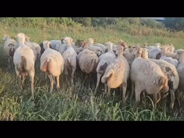 Sheep, Sheep — Azerbaijan