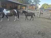 حصان, Welsh Cob — الصورة 4