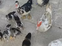 家养麝香鸭 — 照片 7