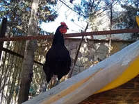 Chickens — photo 3