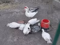 Ducks — foto 1