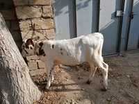 Cow, Simmental cattle — photo 5