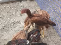Chickens — photo 2