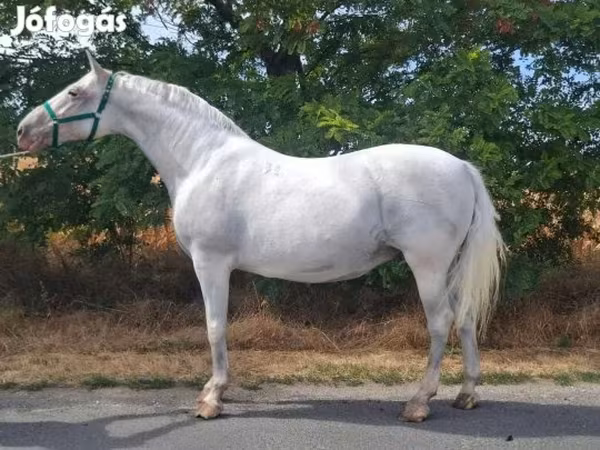 Klisna, Lipizzaner