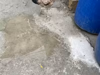 Chickens — Foto 2