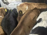 Bull, Cattle — photo 4