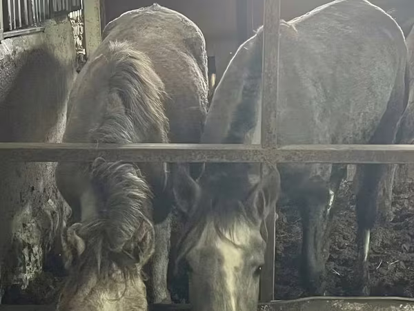 母马, Horses