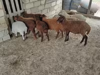 Qoç, Qoyunlar — foto 1