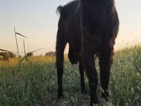 Kozel, Kozy — foto 1