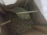 Dalmatin və mavi tonlarda iki cüt dalğıç (hulland) büdcə papuqayı — photo 3