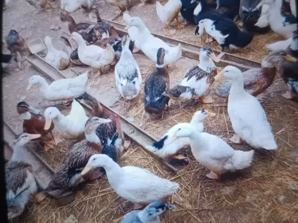 Ducks