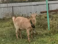 Ziegenbock, Ziegen — Foto 3