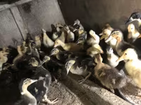 Ducks — 照片 8