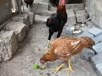 Chickens — photo 1