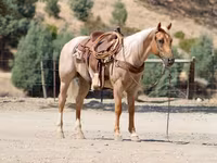 At, Quarter Horse — foto 7