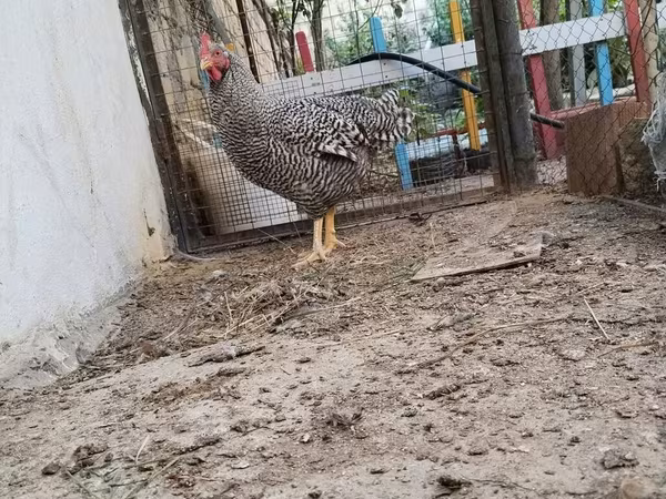 Chickens