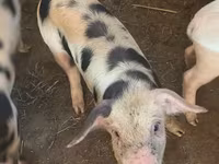 Schweine (Partie, Geschlecht nicht angegeben), Schweine — Foto 1