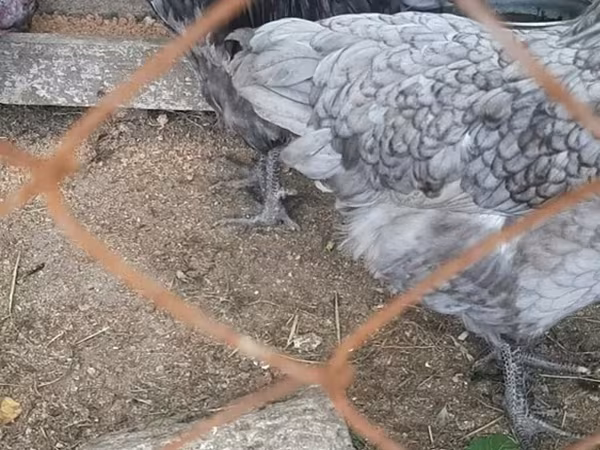 Chickens — Azerbaijan