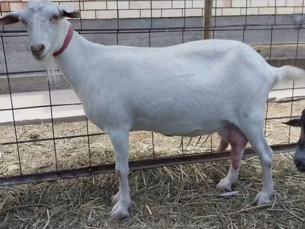 Коза, Saanen goat