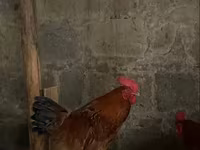 Chickens — الصورة 3