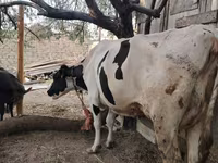 Cow, Holstein breed — photo 6