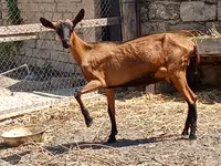 Goat, Alpine goat — photo 2