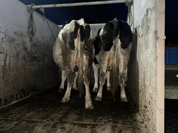 İnək, Russian Black pied cattle