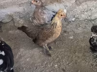 Japanese Bantam — photo 5