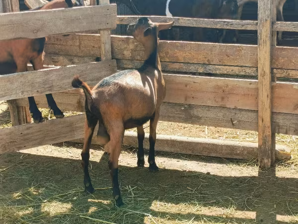 Cabro, Alpine goat