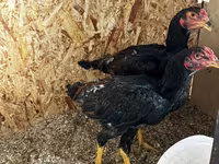 Chickens — foto 3