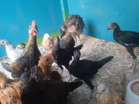 Chickens — photo 3