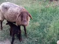 Sheep (batch, sex not specified), Sheep — photo 4