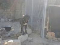 Çoban iti qafqaz2si 300m peyvəndi vurulub 1yasinda 2side — 照片 1