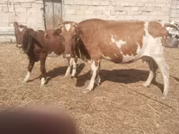 İnək, Simmental cattle — foto 3