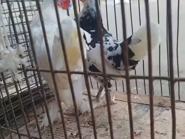 Chickens