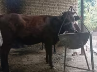 Vaca, Raça Calmuque — foto 6