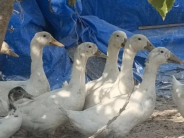 Ducks — Azerbaijan