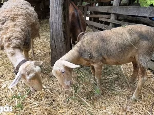 Ovce, Lacaune sheep