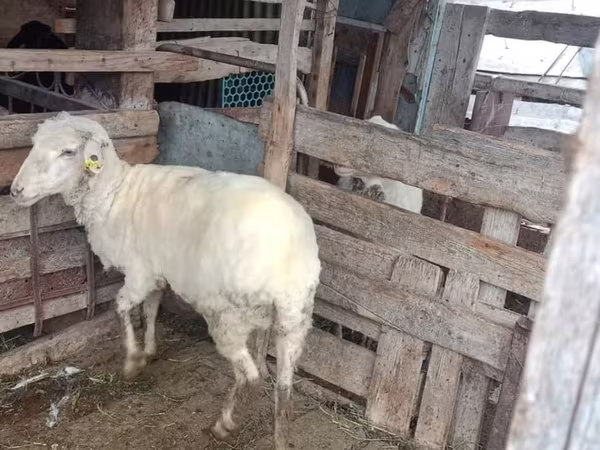 Qoç, Qoyunlar