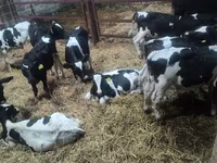 Bull, Russian Black pied cattle — photo 2