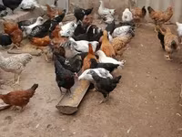 Chickens — Foto 5