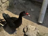 Ducks — foto 3