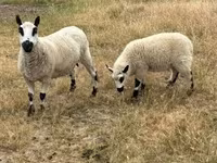 نعجة, Cerry Hill sheep — الصورة 4