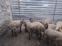 Qoç, Qoyunlar — foto 1
