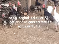 Geniş Sinəli Ağ — foto 3