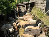 Sheep (batch, sex not specified), Sheep — photo 1