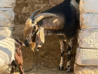 Cabro, Nubian Goat — foto 3